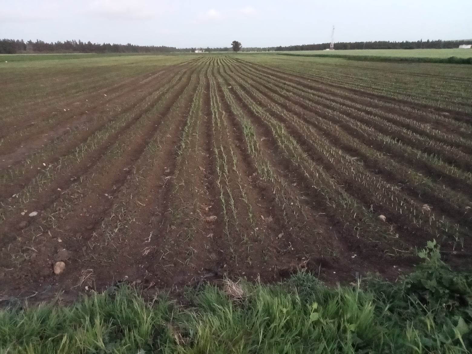 غياب الامطار يؤجل انطلاق الموسم الفلاحي في غزالة